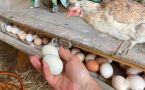 Куры несутся как по часам: 7 условий для удвоения яйценоскости