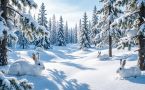 Узнайте свой психологический статус: сколько зайцев вы видите здесь?