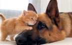 5 пород собак, готовых делить лежанку и миску с вредными кошками