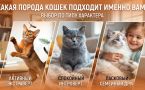 Какая порода кошек подходит именно вам: тест на совместимость по типу характера