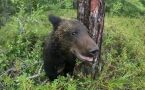 Не двигаться и не бежать: что делать при встрече с медведем в лесу — 3 правила, которые спасут вам жизнь
