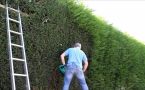 Соседи будут подпрыгивать: создаем зеленый забор — скрываем участок от чужих глаз