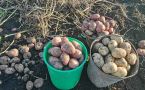 Ведро с куста: 3 сорта картофеля, которые не развариваются и лежат до самой весны