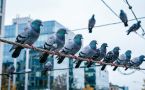 Узнайте свой психологический возраст: сколько голубей вы видите на проводе?