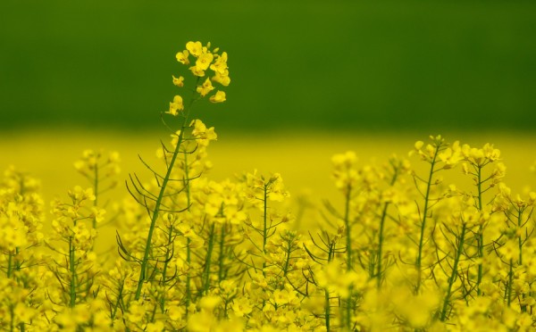 Самое время сажать горчицу: почва будет сытой, а будущий урожай — богатым