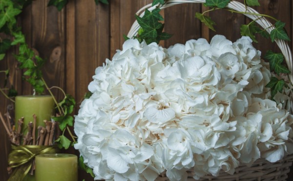 Секрет бабушкиного сада: подкормка для гортензий за копейки — ваши кусты будут цвести как никогда раньше