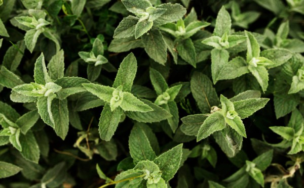 Эта трава успокоит нервы и даже огонь: почему полезно пить мяту в жару — объясняют токсикологи
