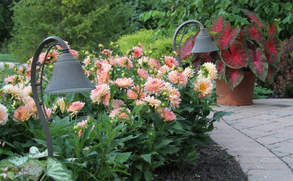 Сад вашей мечты: самые легкие в уходе и красивые растения для сада — знакомьтесь, карликовые георгины