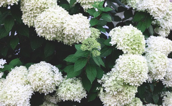 Гортензия не цветёт? Этот метод проверен десятками садоводов: срабатывает на 100% — чтобы красавица зацвела, ей нужно немного ограничить свободу