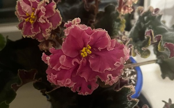 Короткий век комнатных фиалок: секрет их пышного цветения знает Кот Матроскин — вспомните его фразу, и все сразу станет ясно