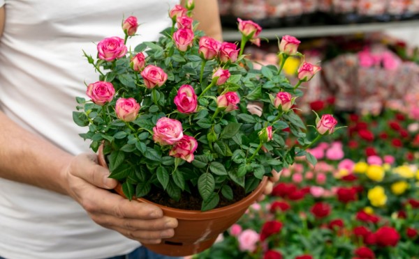 Делим розы в горшочках — станет в 5 раз больше: гениальный метод размножения