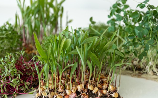 Сроки посева лука — работает в любом регионе: в 2026 году сработает безотказно