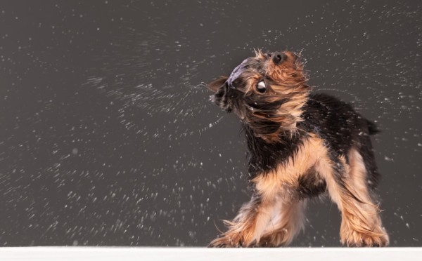 Вонь от мокрой собаки: правда и мифы — откуда берётся «запах псины»