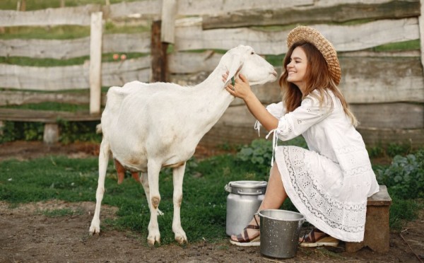 Козье молоко привкуса: откуда берётся неприятная нотка — и как все можно исправить