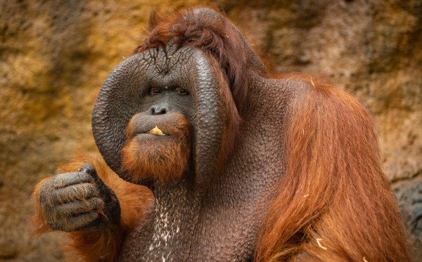 У орангутанов два вида самцов, один из них косит под девочек: биологи в шоке, самки — тоже