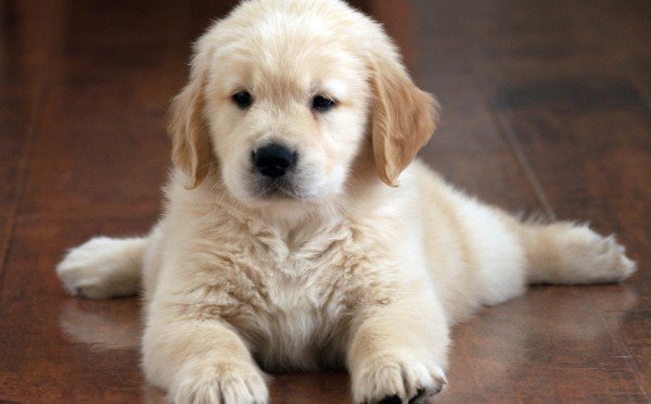 Какие собаки самые адекватные: 5 пород образцового поведения — неформальный рейтинг собачников