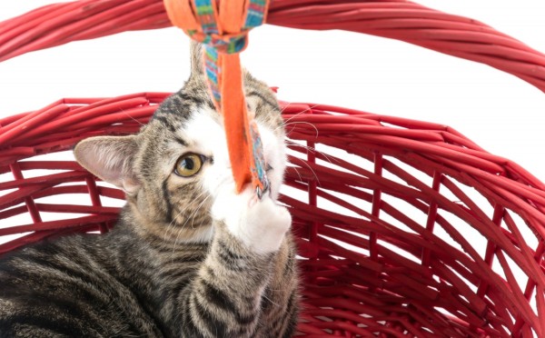 Счастливая кошка дома: 5 обязательных вещей — что нужно вашему питомцу для радости