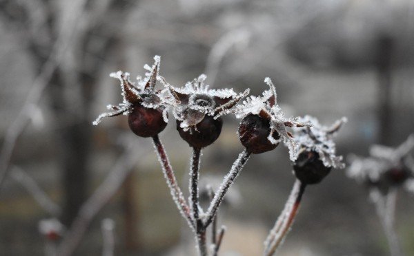 Ваши розы не сопреют без морозов: простая схема проветривания — как розоводам спасти кусты в тёплом декабре