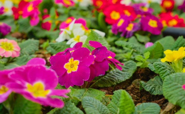 Петуния прорастёт за 3 дня — выращиваем из семян: необычный способ посева для быстрых всходов