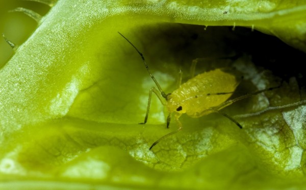 Цветы против вредителей: какие 3 растения посадить, чтобы защитить огород без химии