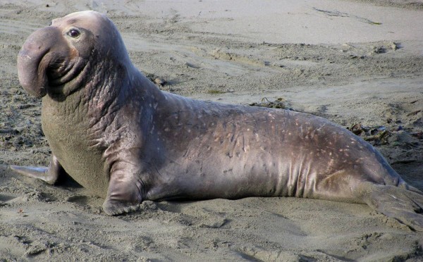 Смешная морда, а сам-то хищник — это животное не внушает страха, но оно весит 4 тонны