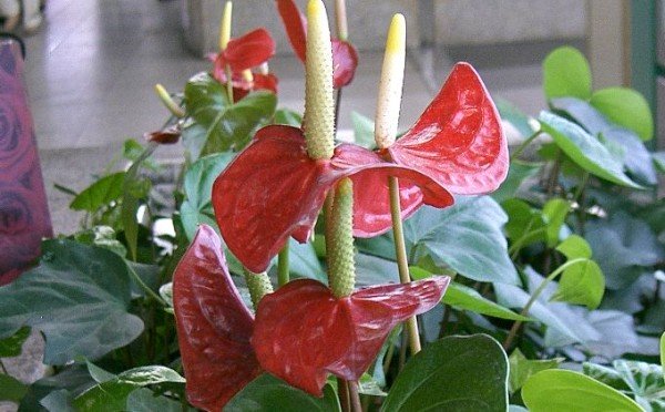 Правила ухода за антриумом — 5 главных принципов: как за ним ухаживать