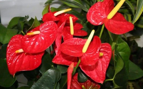 Забота о Мужском счастье — как сохранить жизнь антуриуму, советы опытного садовода