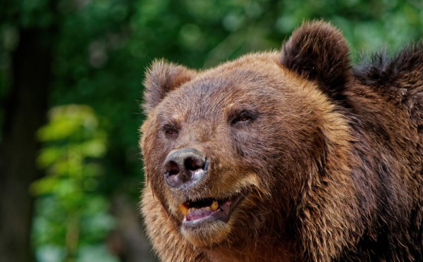 Прятки с медведем: что делать при встрече с диким зверем в лесу — советы егеря могут спасти вам жизнь