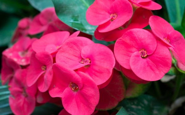 Готовим петунии к саду: главная ошибка при посадке — самый простой способ сэкономить на грунте