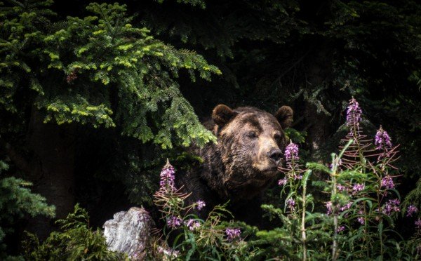 Заходите, гости дорогие: все о планировке медвежьей берлоги — как она устроена и почему там пахнет не только медом