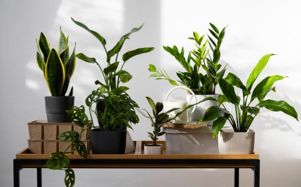 Выбросите почти все свои комнатные растения, когда узнаете правду: вы рискуйте здоровьем детей и животных — ядовит каждый второй горшок на подоконнике