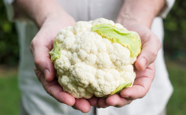 Почему у цветной капусты растут только листья: проблема не в сортах, а в ошибках ухода — три кита, на которых держится стабильный урожай