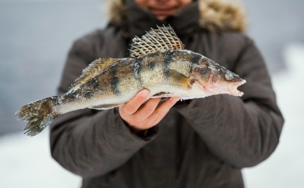 Дикая рыба на Севере: опасность для здоровья — почему её есть нельзя