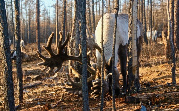 Неприятная встреча: что делать, если встретили лося в лесу — проверенные правила безопасности