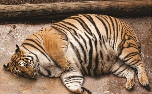 Великий, могучий и толстый — русский язык официально пополнился новым словом, и в этом ему помог манул Тимофей