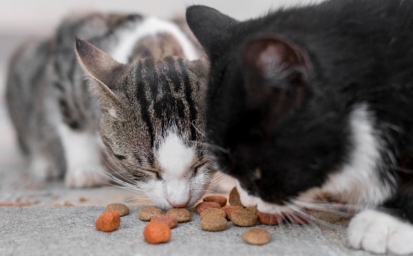Не кормите кошку сухим кормом: 4 главных табу — вы убиваете своего питомца