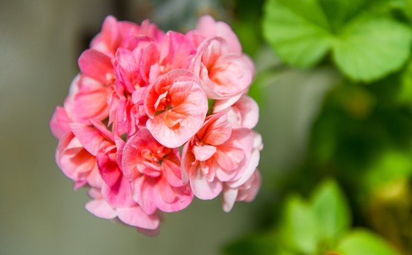 Секрет зимнего цветения — в декабре: что сделать с геранью прямо сейчас