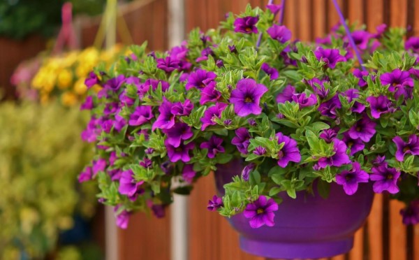 Дорого, но дешево — очень красивое решение для сада, которое будет стоить вам копейки