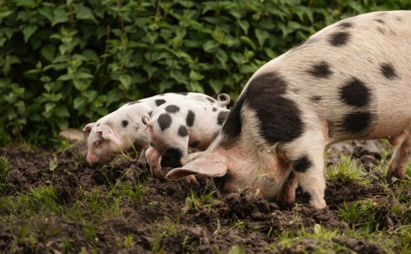 То ли дело хрюшка — в чем принципиальная разница между кабаном и свиньей, рассказывают эксперты