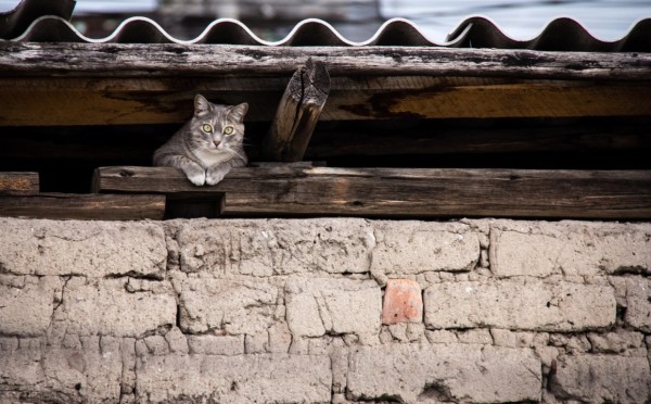 Ему и без вас хорошо — почему не всегда нужно брать котика с улицы, ему будет с вами хуже, чем в подъезде
