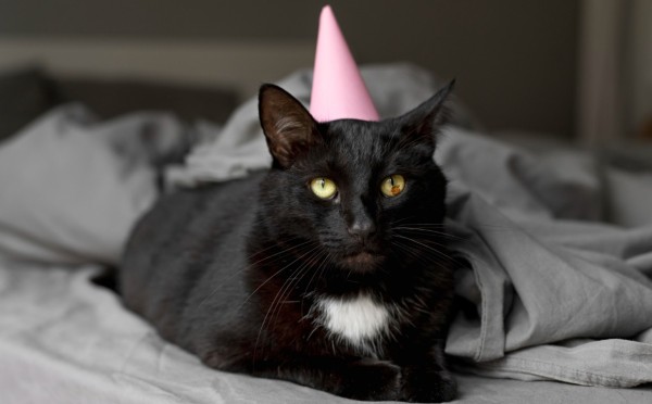 Заняли 3 первых места: кошки из России победили — Всемирная Федерация Кошек выбрала лучших выставочных животных в мире