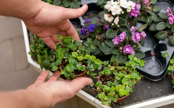 Какие цветы сеют в январе: список для вашей рассады — получите крепкие растения уже к маю