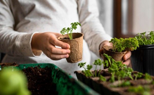 Грамотный уход за рассадой после всходов — 3 обязательных дела: что надо для быстрого роста и крепких растений