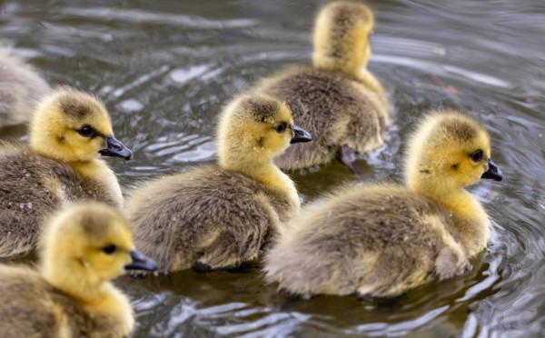 Ножкой топ, крылышком хлоп — зачем утята ходят гуськом, а цыплята всей толпой разом