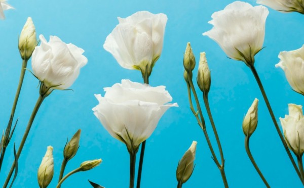 Сажаем чудесную эустому: цветы краше розы — почему и как сеять это прекрасное растение в январе