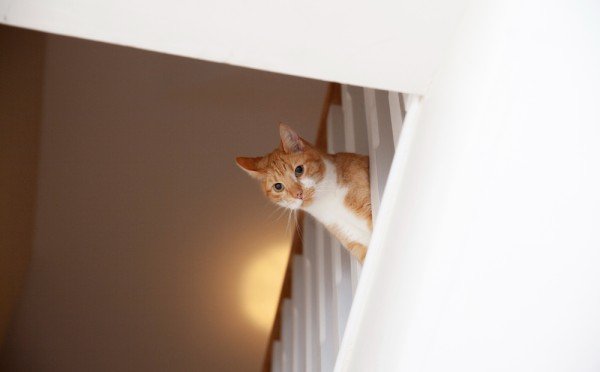 Хвостатый вас уже ждёт: как усатый понимает, что вы приближаетесь — простое объяснение поведения вашего питомца