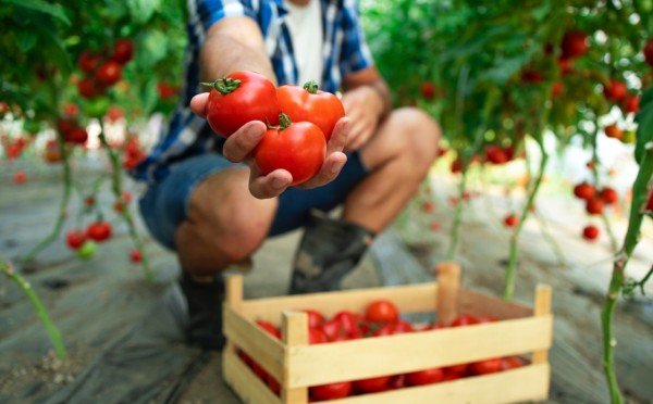 Помидоры будут расти, как сумасшедшие — годный лайфхак, с которым вы соберете 17-19 кг томатов всего с 1 кв м грядки