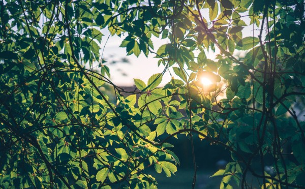 Создаём тенистый сад: 6 самых неприхотливых видов — выстраиваем красивый уголок там, где мало солнца