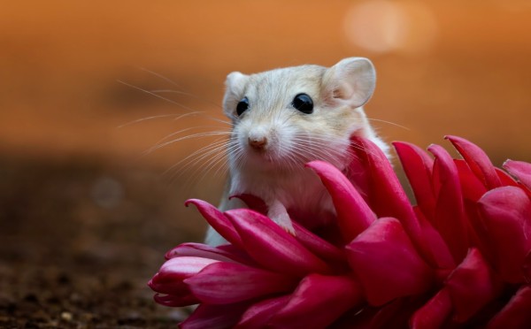 "Пока, грызуны!" — гениальное средство от мышей и крыс: никакой дорогущей химии