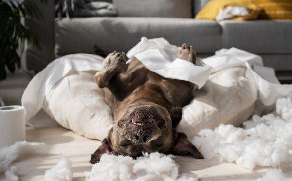 Собака во сне дёргает лапами: что происходит с вашим питомцем — хвостатый будет в порядке